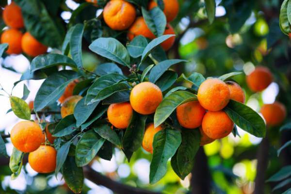 خواص نارنگی و تمام فواید سلامتی ثابت شده از نارنگی - وبسایت نوبهار